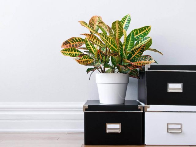 Professioneel organizer