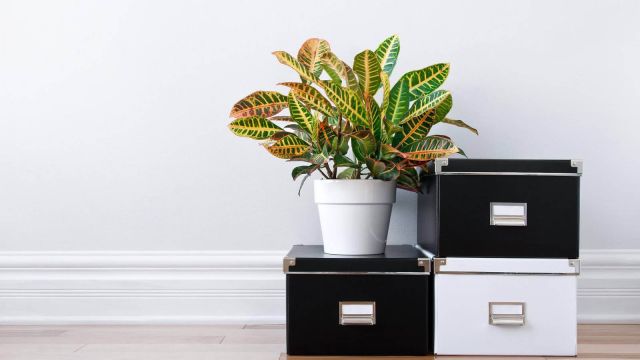 Professioneel organizer